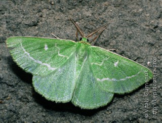 Thetidia smaragdaria