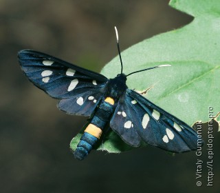 Имаго  (Amata nigricornis)
