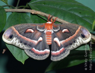 Имаго  (Hyalophora cecropia)