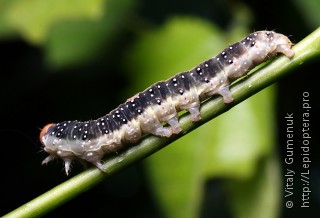 Achlya flavicornis