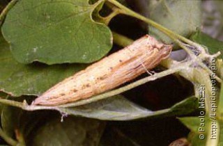 Zerynthia polyxena