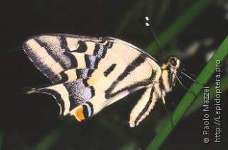 Имаго  (Papilio alexanor)