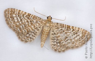 Имаго  Eupithecia spissilineata