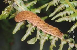 Личинка  Euplexia euplexina