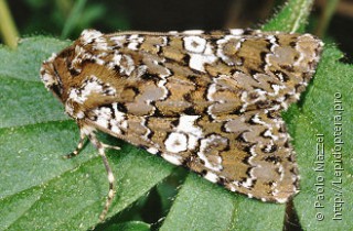 Hadena albimacula