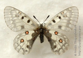 Самка  Parnassius behrii
