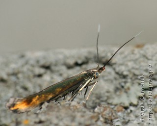 Damophila alcyonipennella