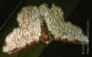 Lophophelma luteipes