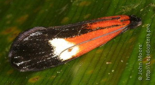 Coryptilum rutilella