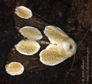 Имаго  Cymatophoropsis trimaculata