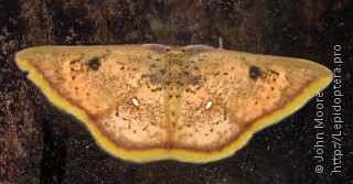 Chrysocraspeda sanguinea