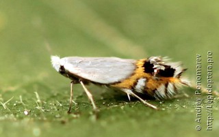 Имаго  Leucoptera malifoliella