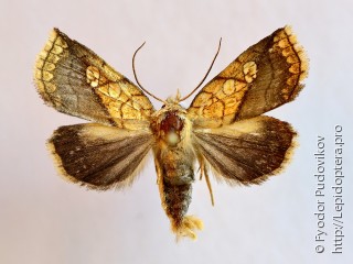 Самец  Brachyxanthia zelotypa