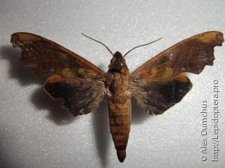 Имаго  Stolidoptera tachasara