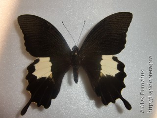 Имаго  Papilio diophantus