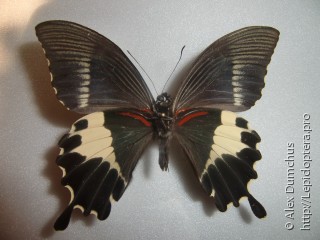 Имаго  Papilio diophantus