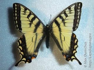 Самец  Papilio canadensis