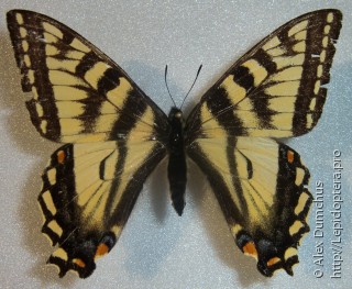 Самка  Papilio canadensis