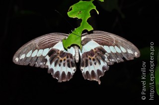 Имаго  Papilio gigon