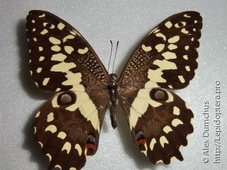 Имаго  Papilio erithonioides