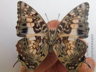 Charaxes cacuthis