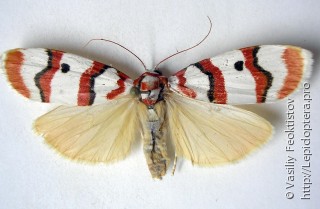 Arctiidae