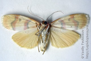 Самка  Cyana malayensis