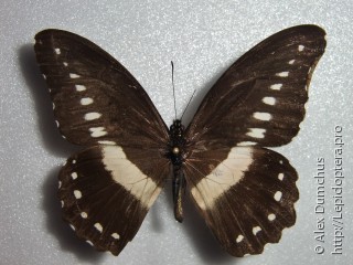 Имаго  Papilio jacksoni