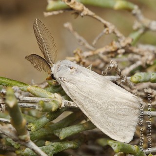 Самец  (Laelia coenosa)