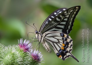 Имаго  (Papilio xuthus)