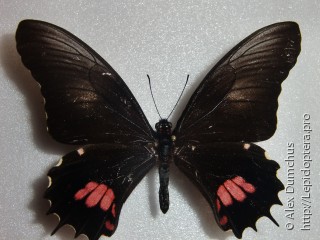 Имаго  Papilio isidorus