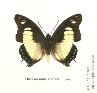 Charaxes nobilis