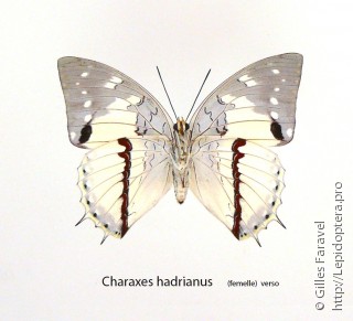 Charaxes hadrianus