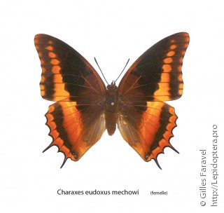 Charaxes eudoxus