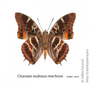 Charaxes eudoxus