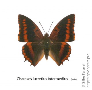 Charaxes lucretius