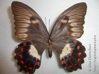 Самка  Papilio aegeus
