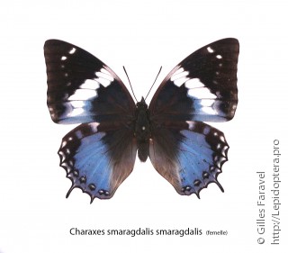 Charaxes smaragdalis
