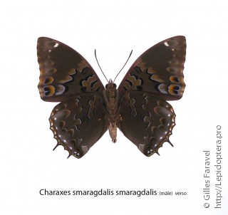Charaxes smaragdalis