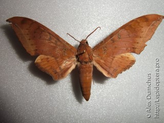 Ambulyx moorei