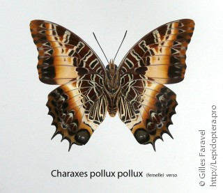 Charaxes pollux
