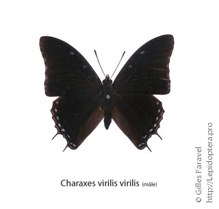 Charaxes virilis
