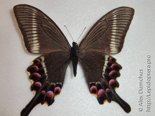 Имаго  Papilio krishna