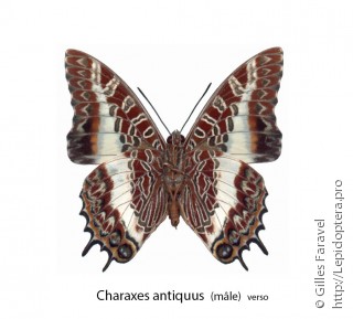 Charaxes antiquus