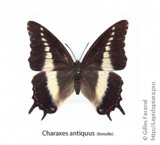 Charaxes antiquus