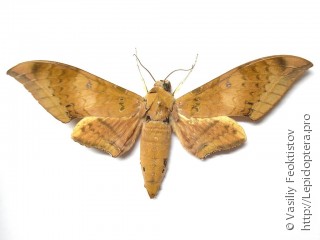 Самец  Ambulyx moorei