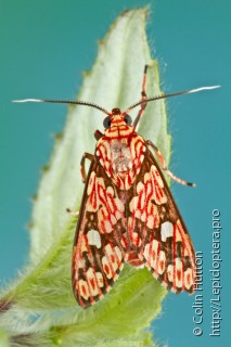 Lepidoptera