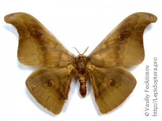 Самец  Antheraea platessa