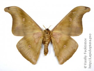 Самец  Antheraea platessa