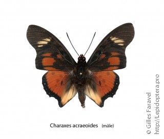 Charaxes acraeoides